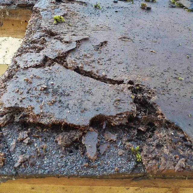 Nærbilde av en råtten takplate med mose og fuktige, sprukne lag.